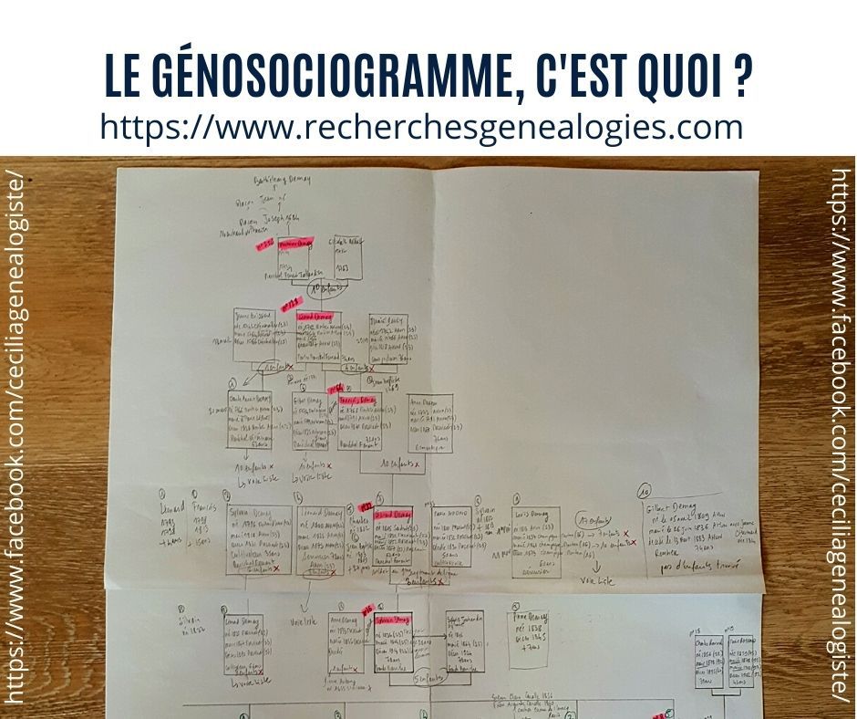 Étude du génosociogramme